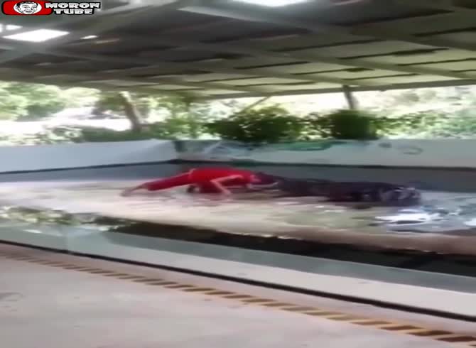 Video :It is always a good idea to put your head in a crocodile's mouth